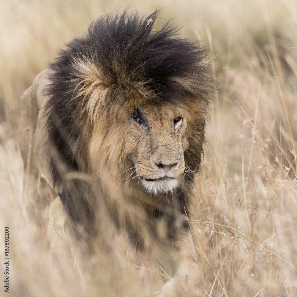 Fototapeta premium Adult lion emerging from long grass
