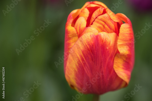 Red and orange tulip against green background