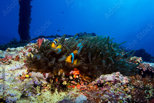 Fototapeta Naklejka Na Ścianę i Meble -  clown fish in the red sea