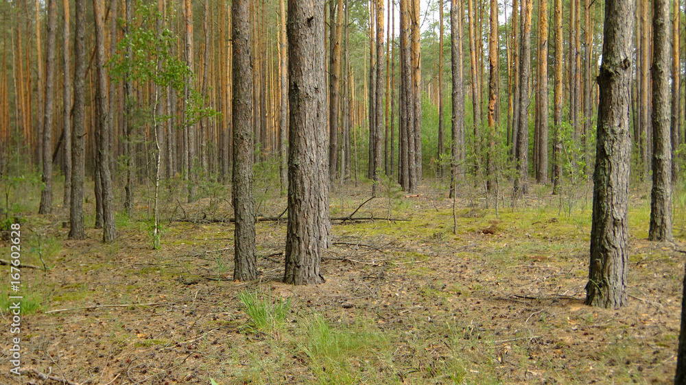 Obraz premium dense, pine forest