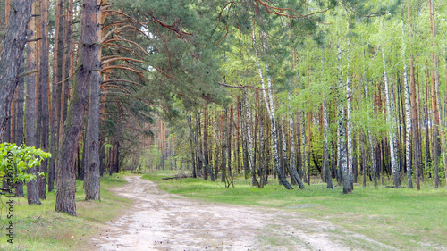 birch and pine forests