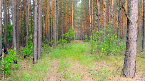 dense, pine forest