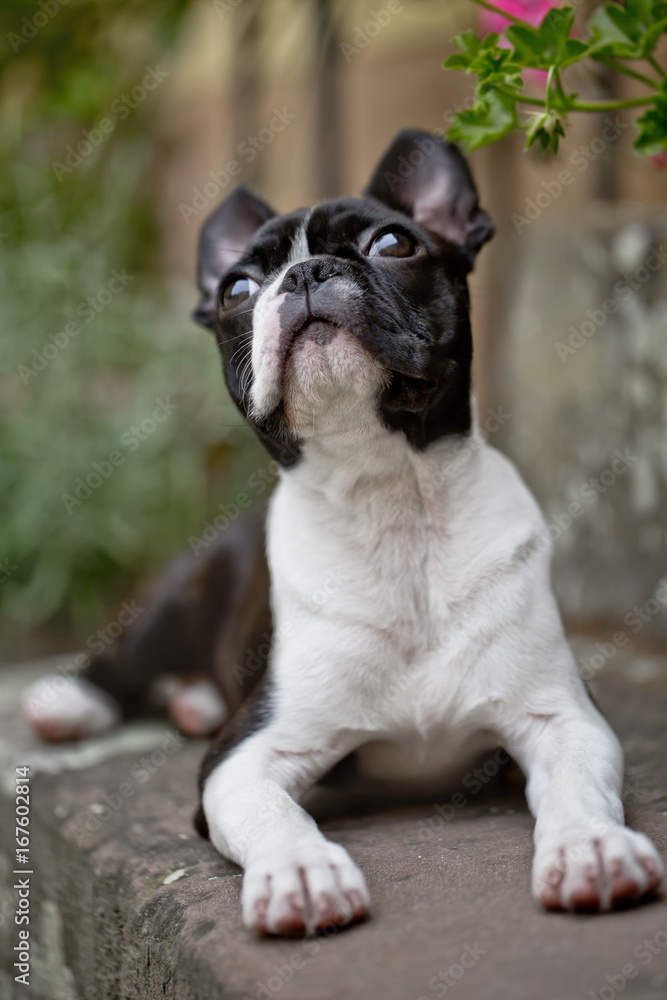 Portrait of a Boston Terrier