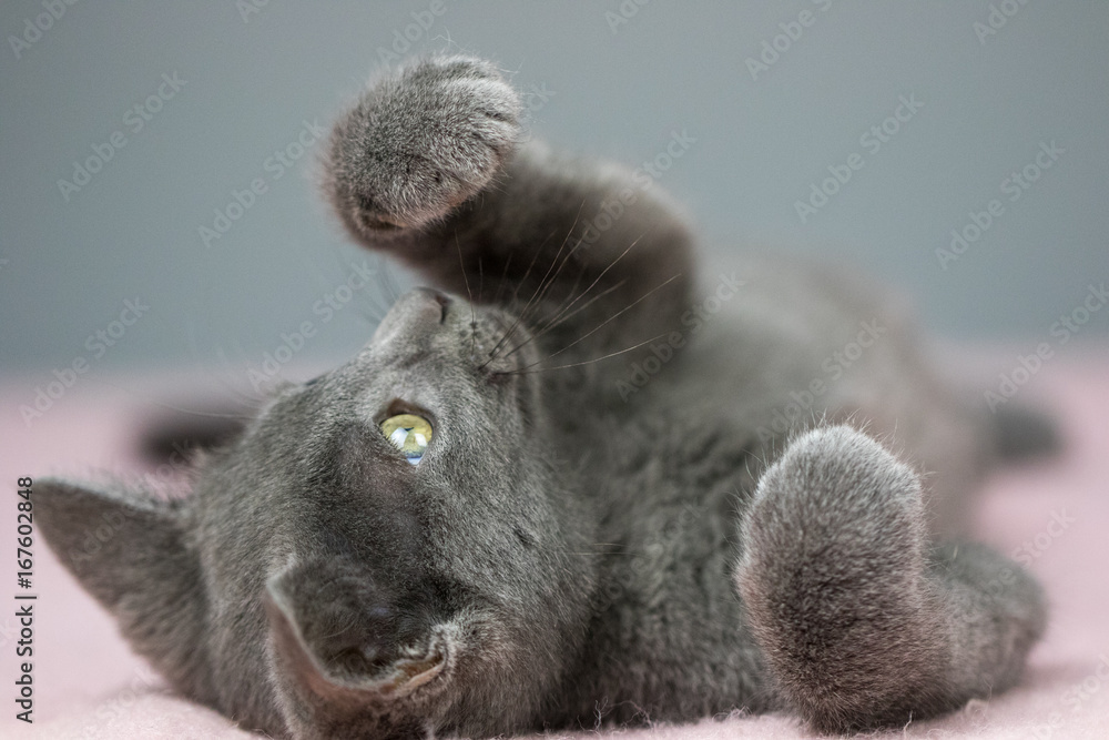 Obraz premium Kitten Play