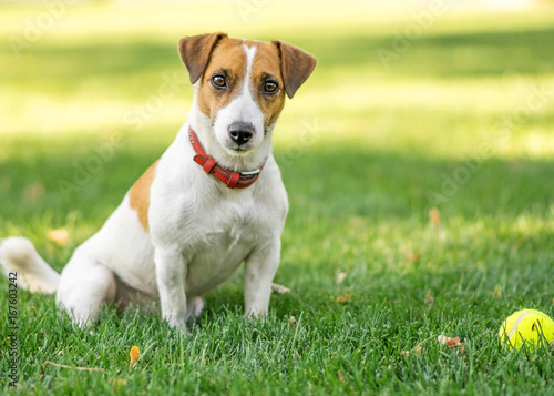 A buautiful purebred dog Jack Russell Terrier sitting after having fun with a small Tennis ball on green lawn outdoor at summer day. Copy-space left
