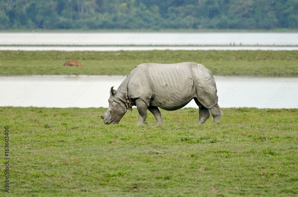 Naklejka premium Rhino at Kaziranga National Park