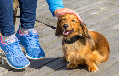 Long haired miniature dachshund getting a pat on the head