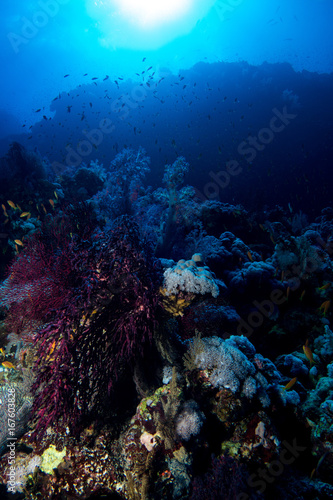 Fototapeta Naklejka Na Ścianę i Meble -  Coral garden in the red sea