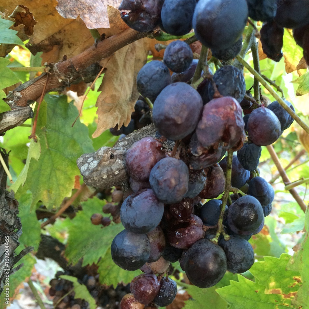 Fototapeta premium grape with