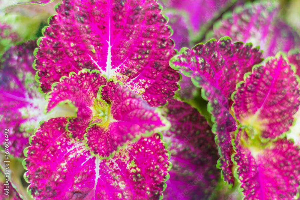 Pink and green leaves of coleus plant(soft focus) Pink and green leaves of coleus plant(soft focus)