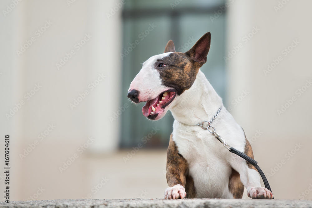 brindle english bull terrier dog portrait outdoors Stock Photo | Adobe Stock