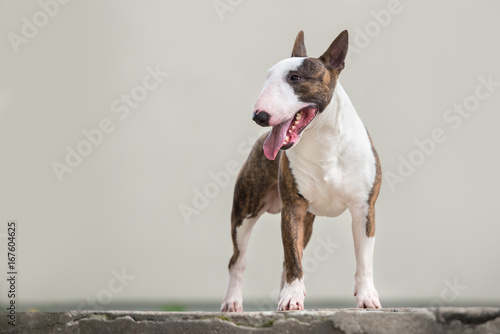Leinwand Poster english bull terrier dog standing outdoors