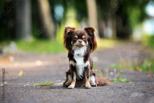 Fototapeta Naklejka Na Ścianę i Meble -  brown chihuahua dog sitting outdoors 