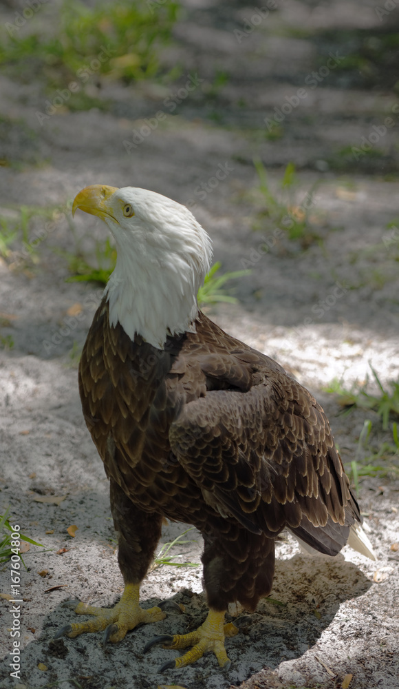Fototapeta premium Standing American Bald Eagle in the Homosassa Springs State Wildlife Park, Homosassa Springs, Florida, U.S.A.