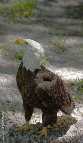 Standing American Bald Eagle in the Homosassa Springs State Wildlife Park, Homosassa Springs, Florida, U.S.A.