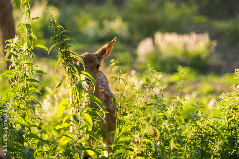 Fototapeta premium young fallow dear looking from behind the grass