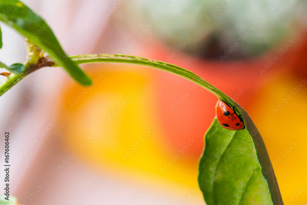  seven-spotted ladybug on leaf eating aphids
