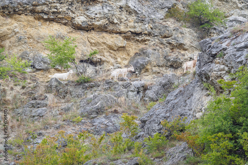 goats on a high cliff