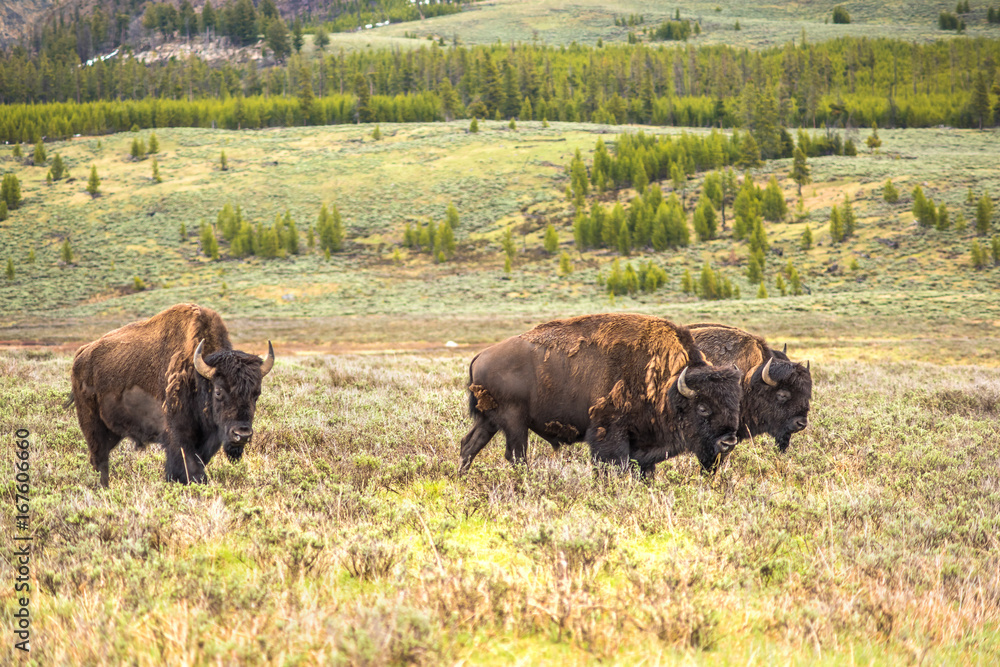 Herd of three bison walking in valley