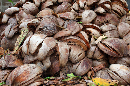 coconut shell