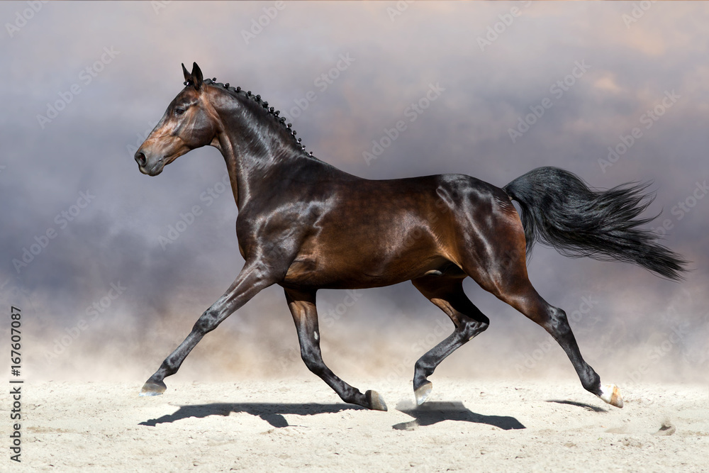 Fototapeta premium Piękny koń kłusuje w piaszczystym polu