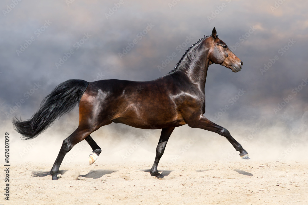 Beautiful horse trotting in sandy field