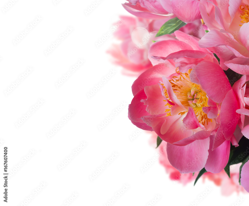 Fresh dark pink peony blooming flower close up over white background