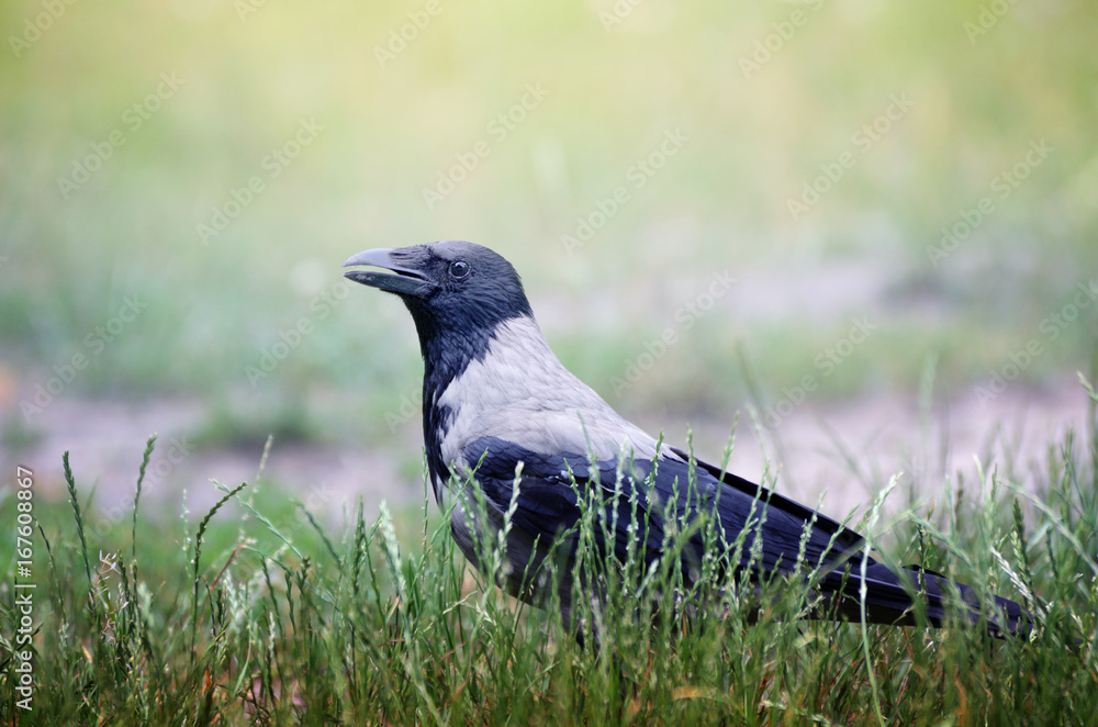 Fototapeta premium Big Hooded Crow, Corvus cornix, walking through the green grassin the summer park