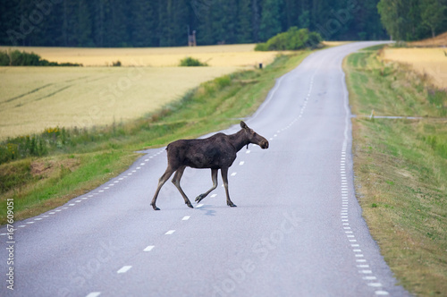 Moose crossing a road