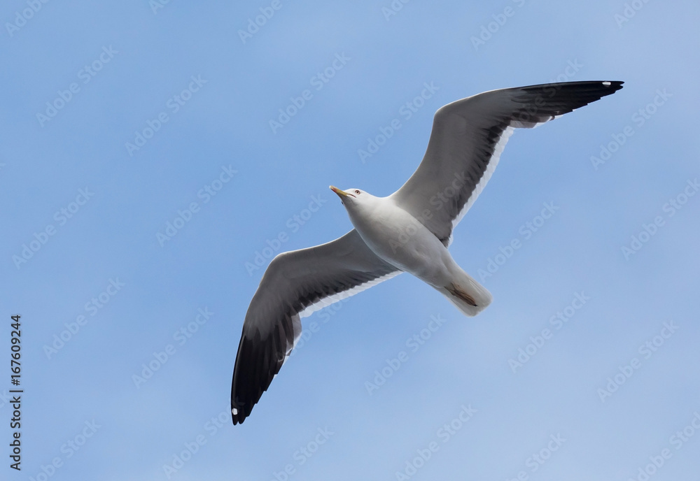 Obraz premium Lesser black-backed gull