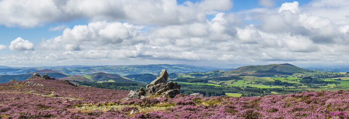 Fotobehang Heuvel Bloeiende heide op Stiperstones Shropshire  © mfarr
