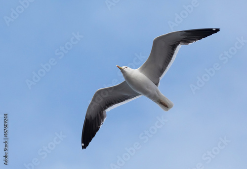Lesser black-backed gull © svenaw