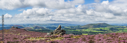 View from the Stiperstones to Corndon hill, with rock formations, and heather in flower, summer. Shropshire, UK. photo