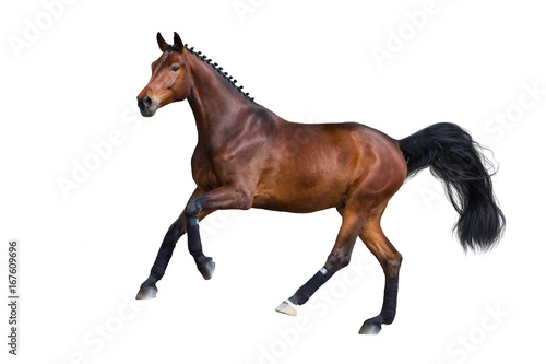 Beautiful bay stallion gallop  isolated on white background