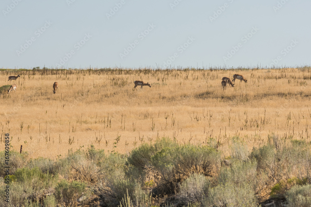 Antelope herd grazing in grasslands on island near Great Salt Lake in Utah, USA.