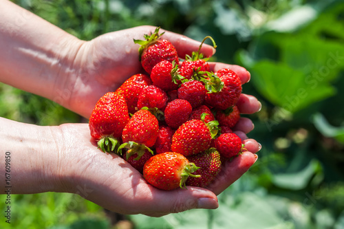 The girl is holding sweet red berries in her outstretched arms