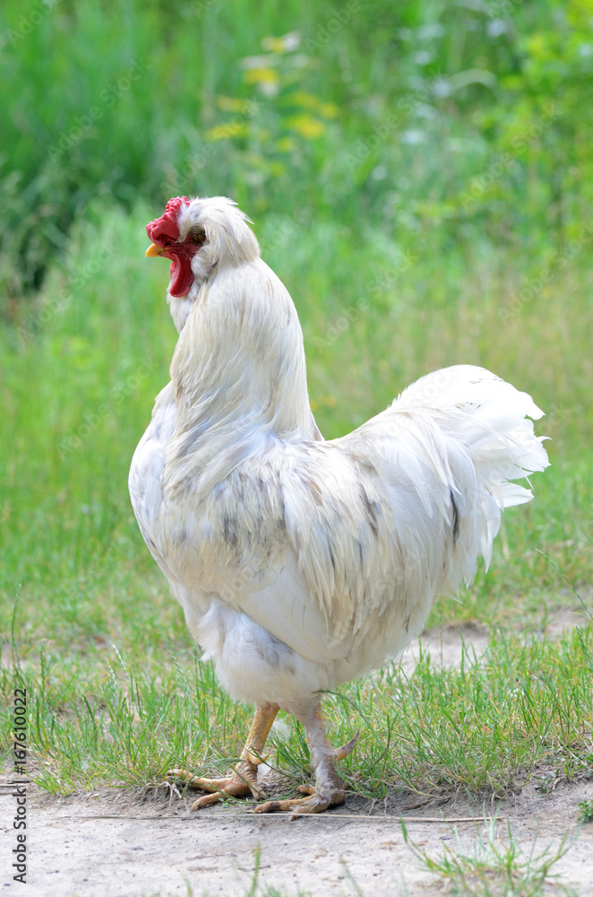 Fototapeta premium Big white rooster on a free range on backyard, fowl-run