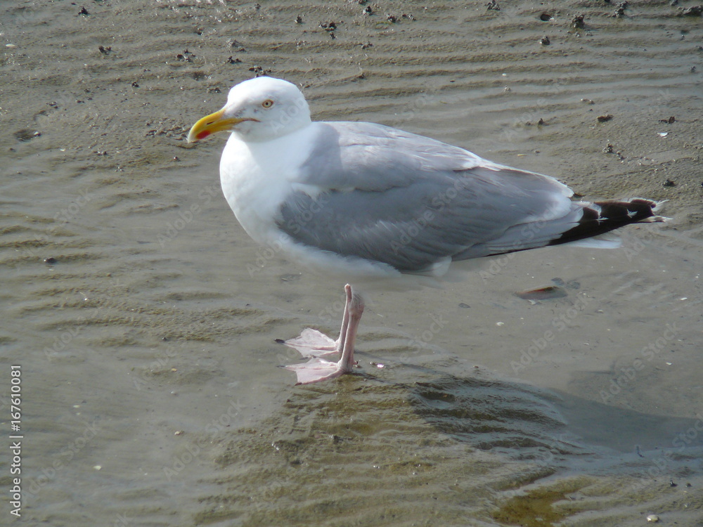 Obraz premium large white gull in full growth