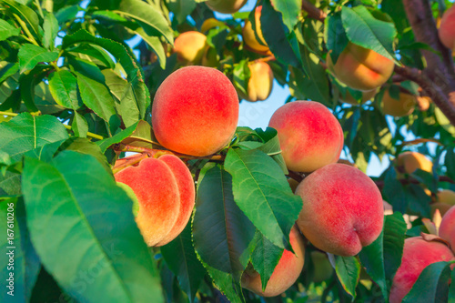 Peaches growing on a tree