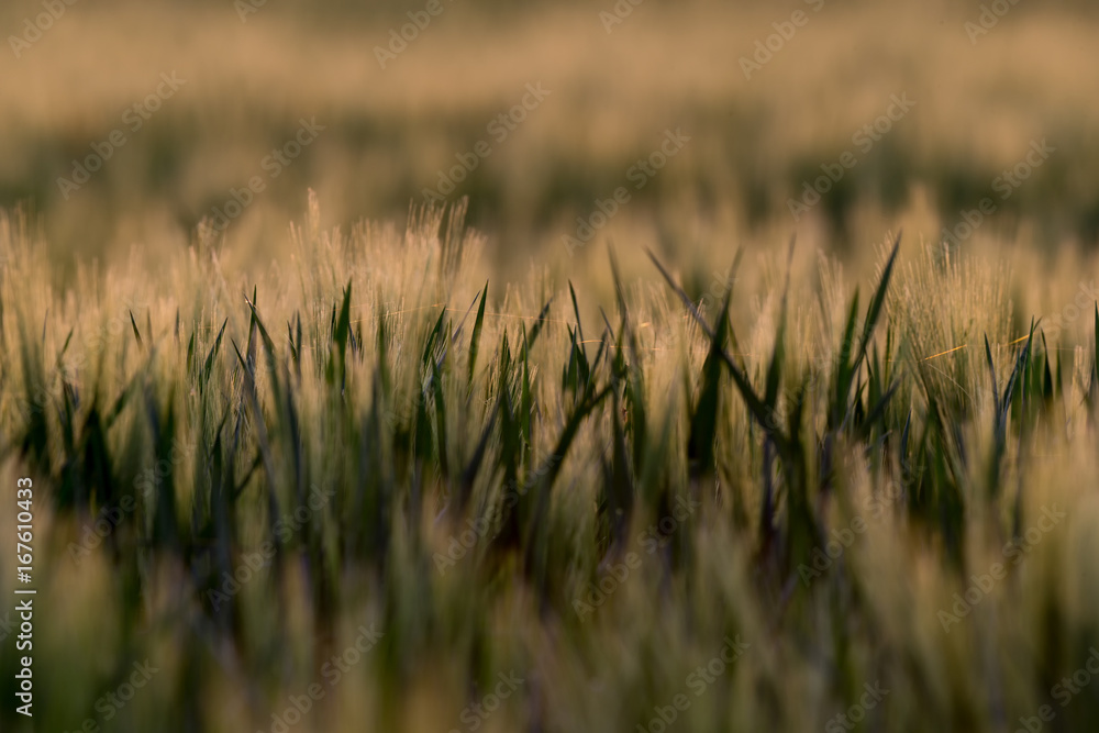 Feld sommer Feld sommer