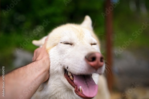 Selfie portrait Husky dog with a smile