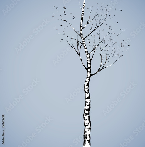 Birch. Vector drawing