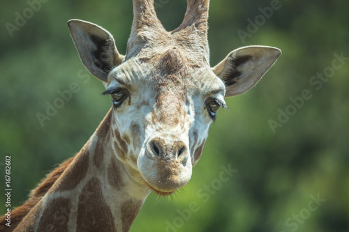 Friendly Giraffe © Rebecca