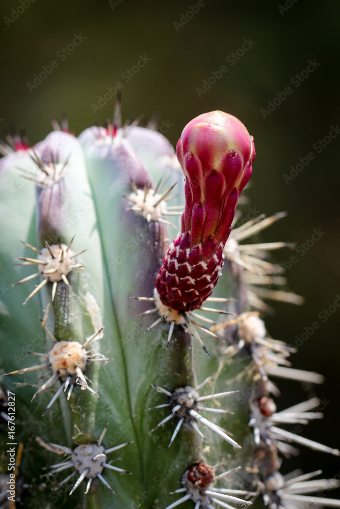 Detail eines Kaktus mit Blüte