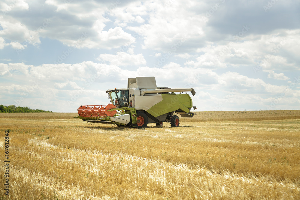 Fototapeta premium Working combine harvester in a wheat field. Agricultural background.