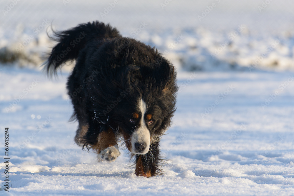 Bernese Mountain dog walk in the snow
