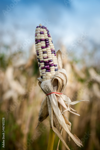 Corn in a corn field ready for harvest photo