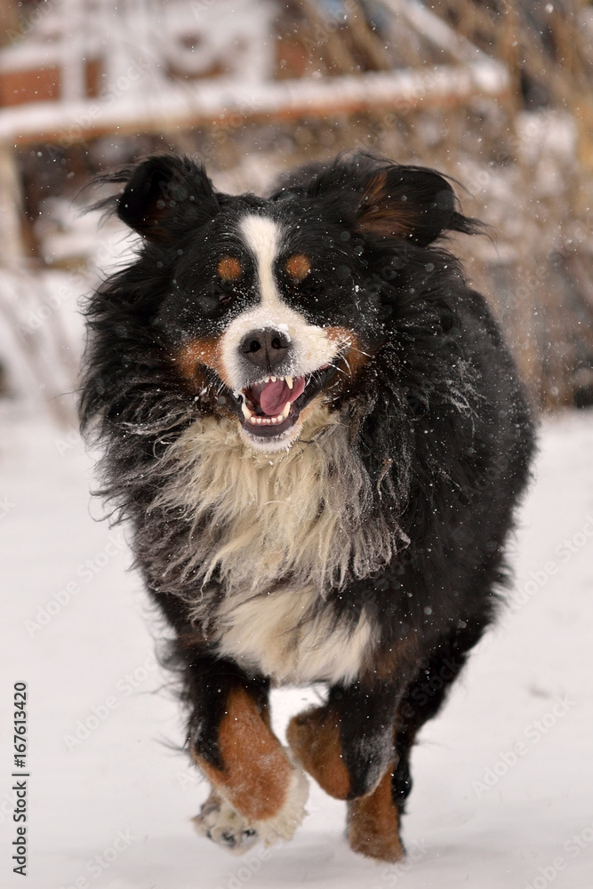 Bernese Mountain Dog running in the snow Bernese Mountain Dog running in the snow