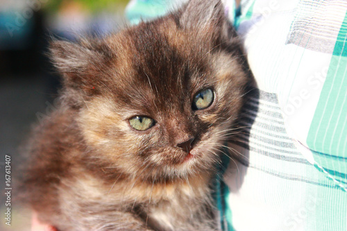 the gray kitten is lying on the arms of the man and looking at camera