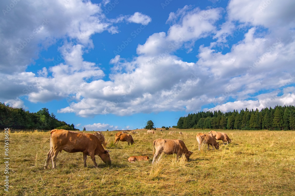 Kühe grasen auf der sonnigen Weide, im Hintergrund blauer Himmel und weiße Wolke
